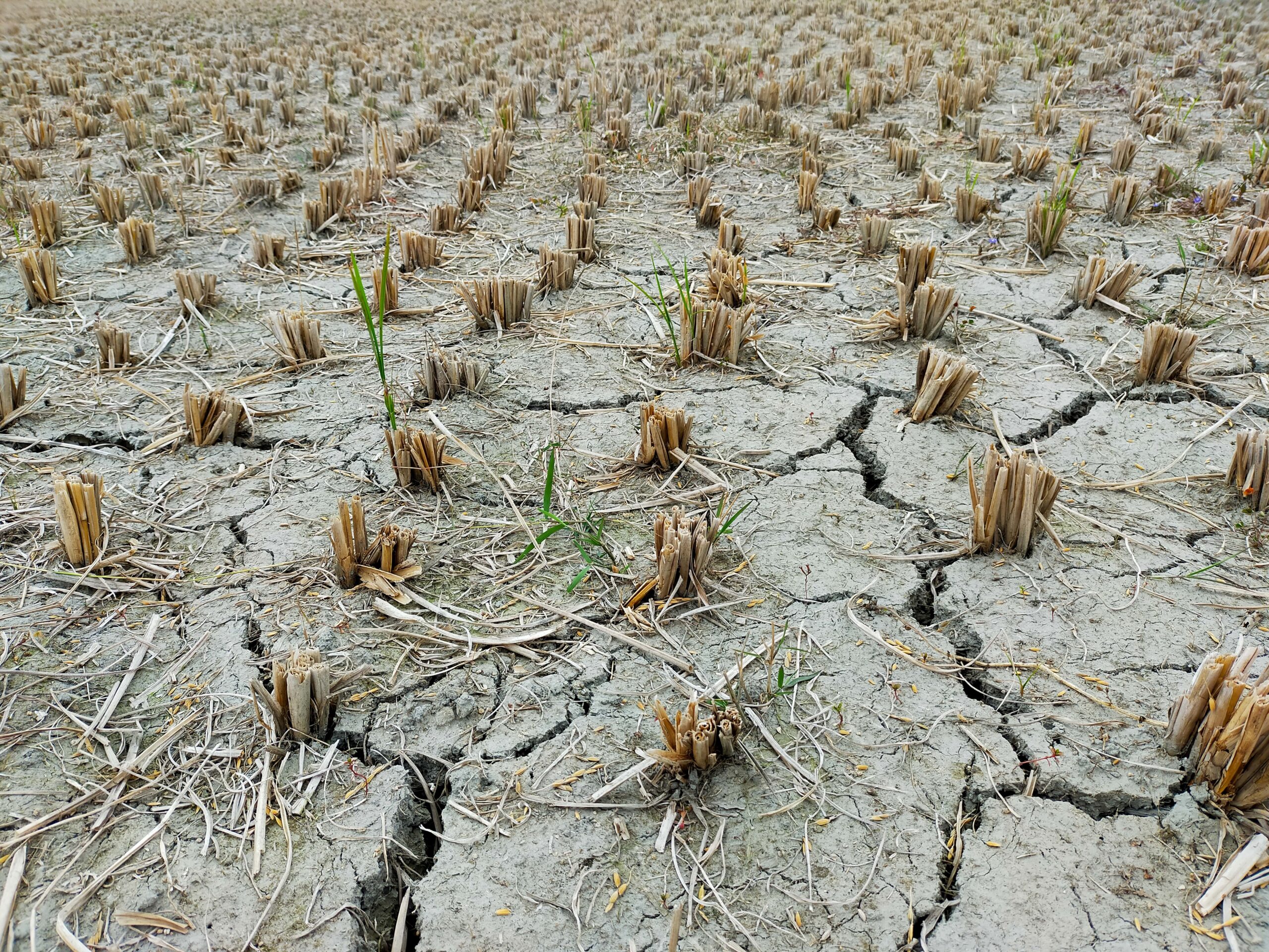 Près de 8 agriculteurs wallons sur 10 rencontrent des difficultés liées aux changements climatiques. Et plus de 9 sur 10 les jugent structurels[1]